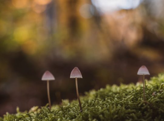 découvrez les trésors cachés qui se cachent autour de vous. explorez des joyaux méconnus, des lieux inattendus et des expériences uniques qui enrichiront votre voyage. laissez-vous surprendre par la beauté des trésors dissimulés.