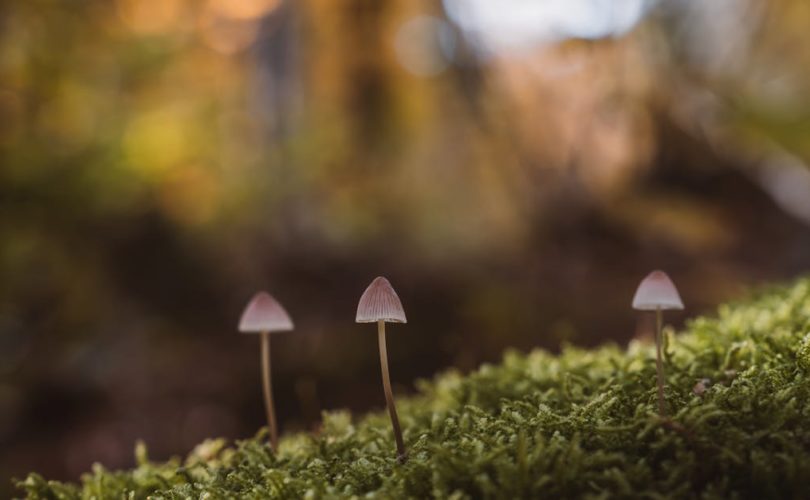 découvrez les trésors cachés qui se cachent autour de vous. explorez des joyaux méconnus, des lieux inattendus et des expériences uniques qui enrichiront votre voyage. laissez-vous surprendre par la beauté des trésors dissimulés.