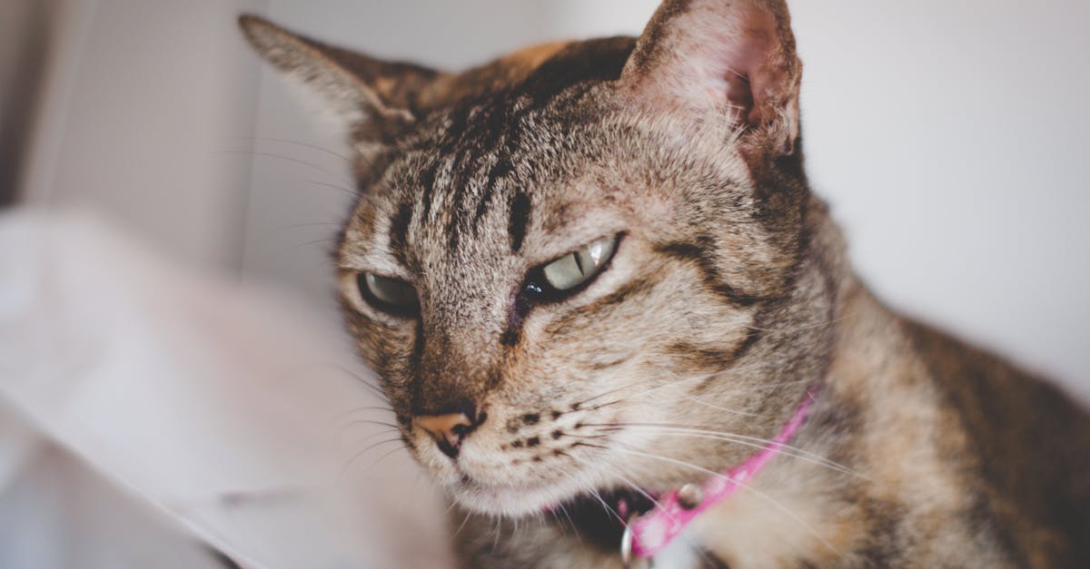 découvrez notre collection de colliers pour chats, alliant confort, sécurité et style. offrez à votre compagnon félin un accessoire à la fois tendance et pratique, parfaitement adapté à sa personnalité. parcourez nos designs uniques et trouvez le collier idéal pour votre chat.