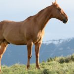 Actualités et conseils sur le monde animal avec Animaux Magazine