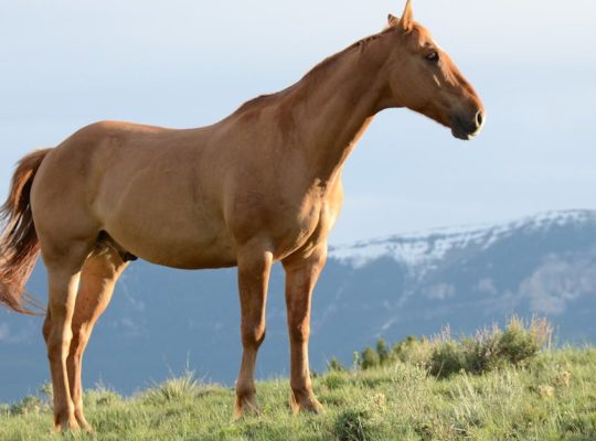 découvrez le monde fascinant des animaux : informations, conseils et curiosités sur de nombreuses espèces, leurs habitats, comportements et rôles essentiels dans la biodiversité.
