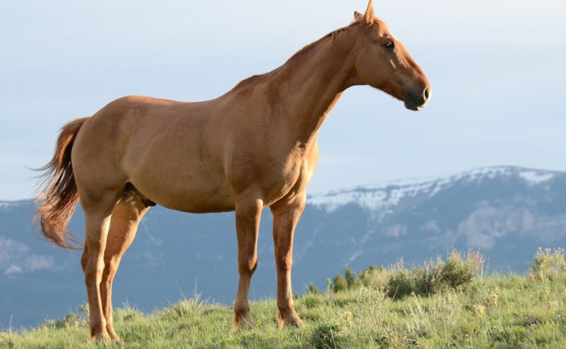 découvrez le monde fascinant des animaux : informations, conseils et curiosités sur de nombreuses espèces, leurs habitats, comportements et rôles essentiels dans la biodiversité.