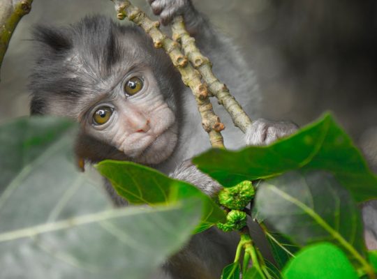 découvrez bali, l'île indonésienne aux paysages époustouflants, plages de rêve, rizières verdoyantes et temples fascinants. parfait pour un voyage inoubliable alliant détente, aventure et culture.