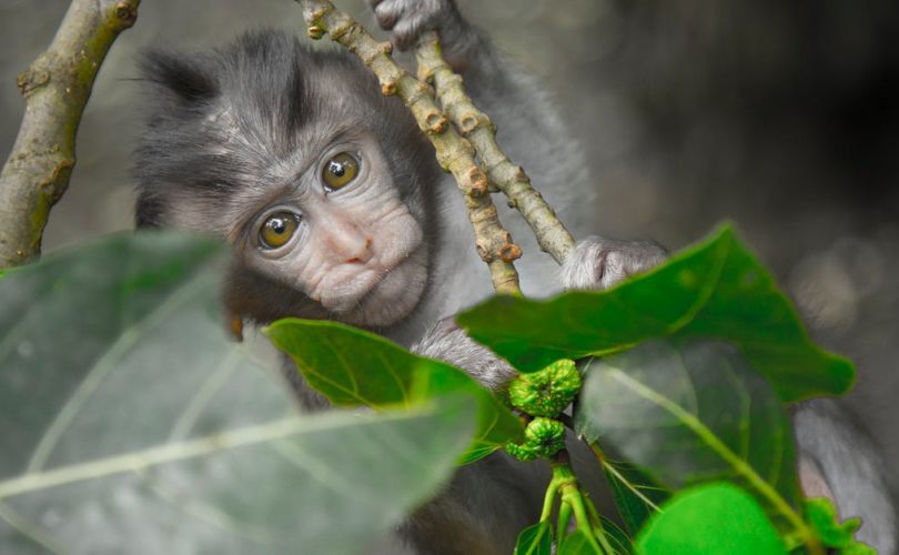 découvrez bali, l'île indonésienne aux paysages époustouflants, plages de rêve, rizières verdoyantes et temples fascinants. parfait pour un voyage inoubliable alliant détente, aventure et culture.