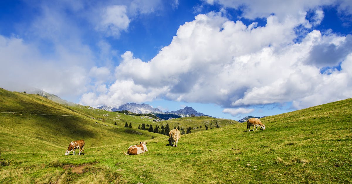 découvrez tout ce qu'il faut savoir sur le ccw : définitions, usages, conseils pratiques et informations essentielles pour mieux comprendre ce sigle important dans différents domaines.