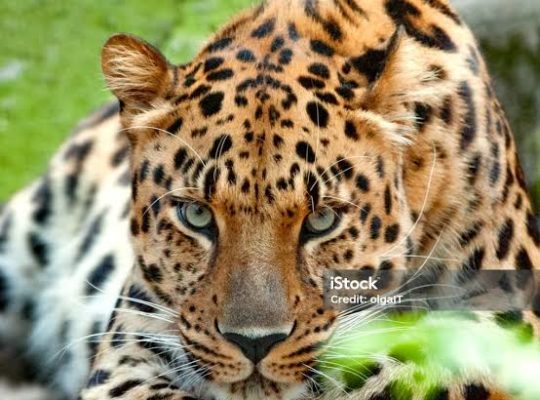 photographie animaux sauvages