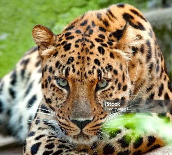 photographie animaux sauvages