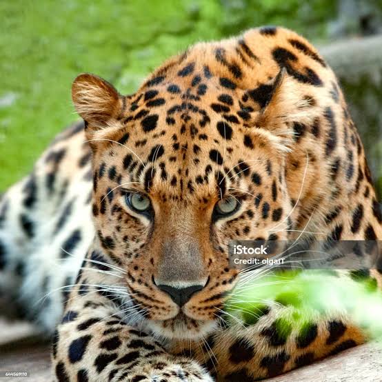 photographie animaux sauvages