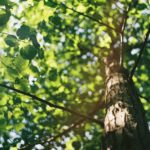 Pourquoi entretenir ses arbres grâce à un Élagage à Domont ?
